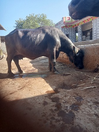 थंबनेल 3