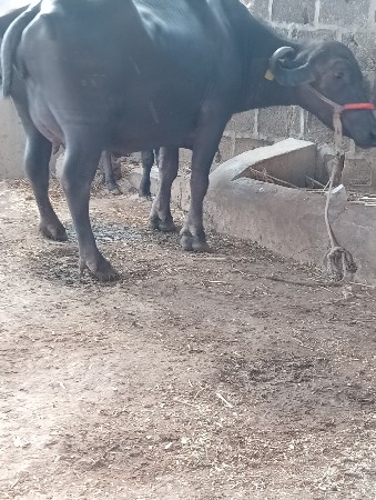 વેસવાની છે