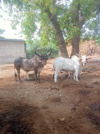 ગોંઢલા  વેસવ ના છે