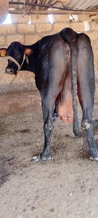 ગાય વેચવાની છે