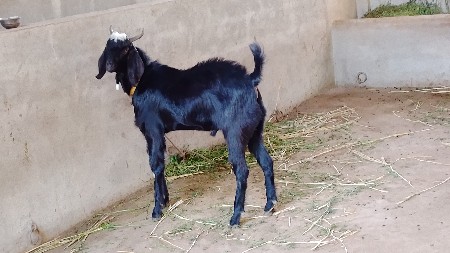 બકરો વેચવાનો છે