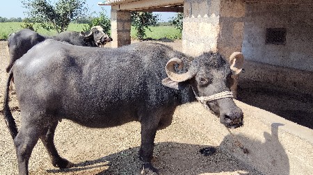 थंबनेल 2