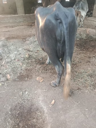 થંબનેલ 2