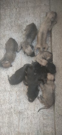 જર્મન સિંગલ કોટ ફિમેલ આપવા ની