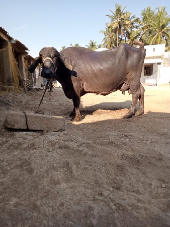 ભેશ વેચવાની છે
