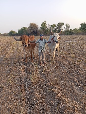 બળદ જોડી વહેચવાની છે