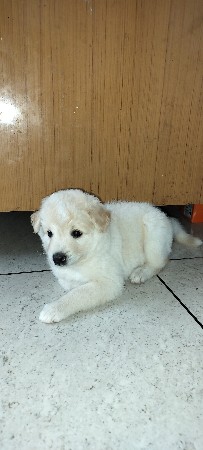 વેચવાનું છે