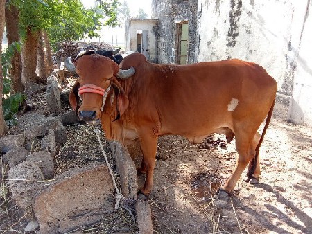 ગાય વેચવાની છે