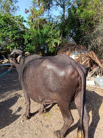 थंबनेल 2