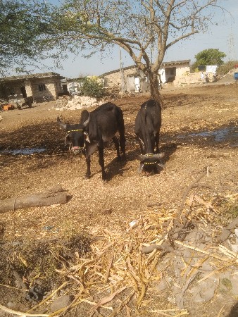 ગોઢલા  નાં સાટા કરવા