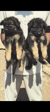 જર્મન શેફર્ડ