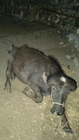 થંબનેલ 2