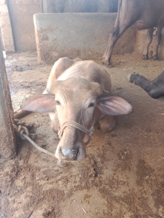 bhuri PADI vechvani che