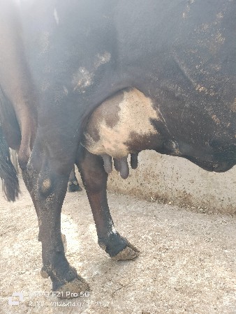 થંબનેલ 2