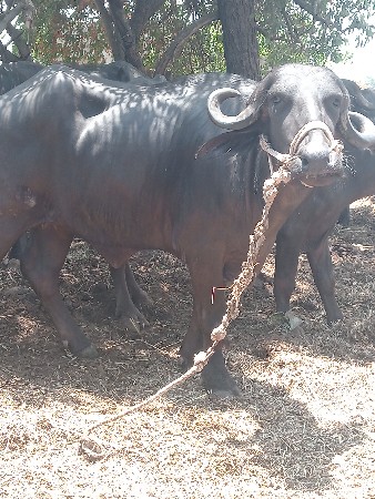 ભેંશ વેચવાની છે