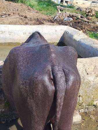 પાડો વેચવાનો છે