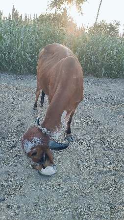 ગાય વેચવાની છે