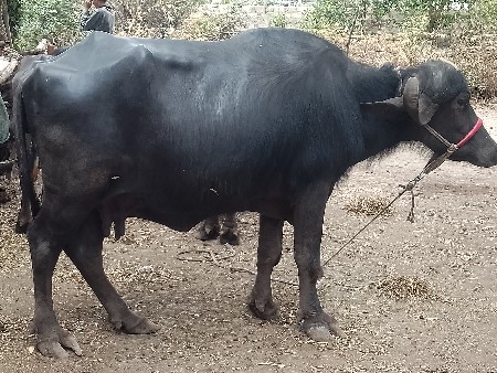 थंबनेल 2