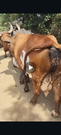 જરશી ક્રોસ  ગાય છે