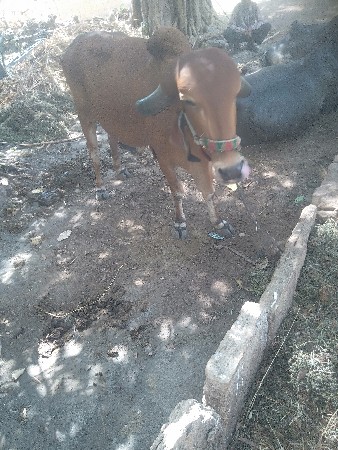 ગીર ગાય વેચવાની છે