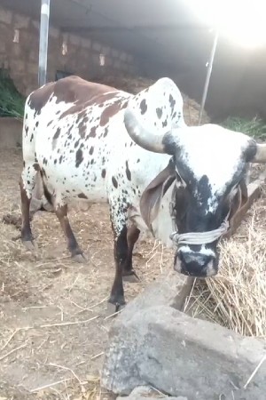 ગાય વેચવાની છે વિયાવા ઉપર છે