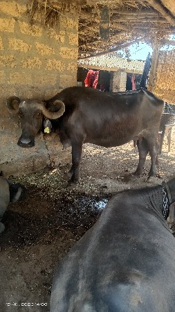 ભેંસ વેચવાની છે