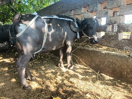 સારી ઘોડી સાથે સાટા કરવાના છે