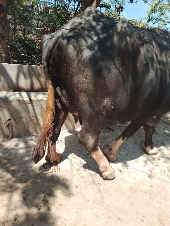 थंबनेल 3