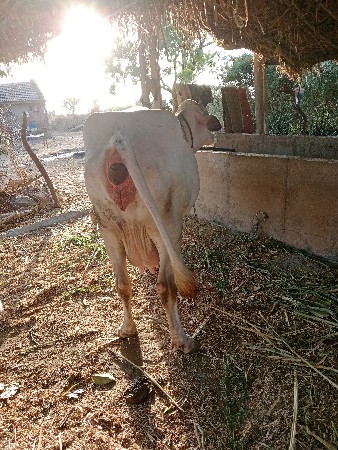 થંબનેલ 2