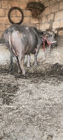 ભેસ સાટુ પન કરવું