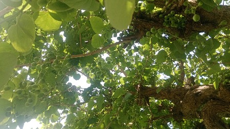 थंबनेल 3