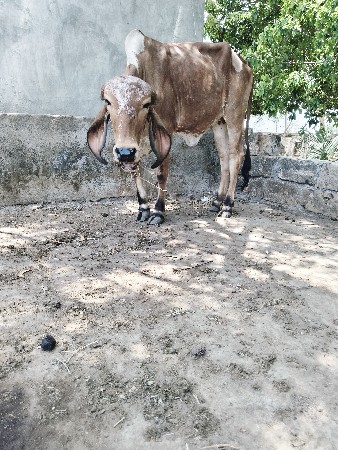 હોડકી‌ આપવા ની છે