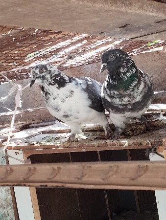 કબુતર નો જોટો વેચવાનું છે