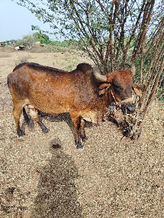 વેચવાની છે પાંચમો વેતાળ વ્યાસે