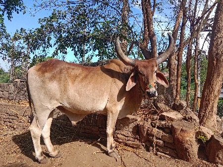 બળદ વેચવાનો છે