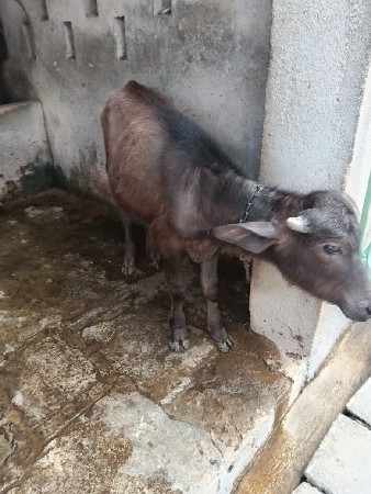 थंबनेल 3