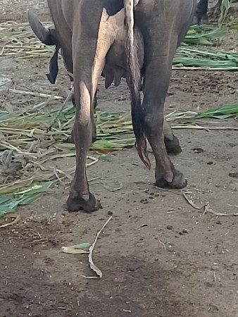 થંબનેલ 1