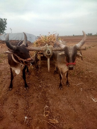 थंबनेल 3