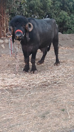 પાડો વેચવાનો છે