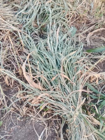 જુવાર નું બાટુ ( ) વજન ઉપર