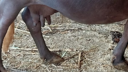 ભેંસ વેચવાની છે