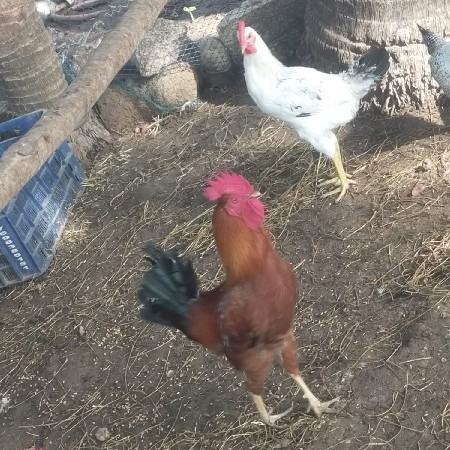 દેસી મુરઘા મુરઘી  વેચવાના છે