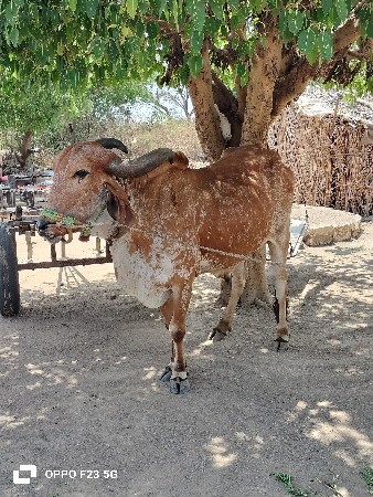 ત્રીજી વાવણી સાવ સોજો