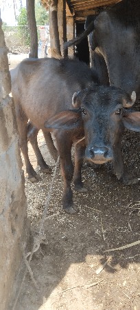 થંબનેલ 3