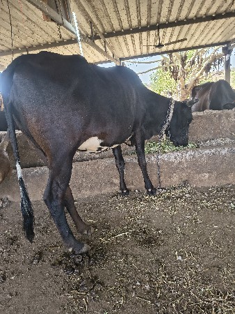 थंबनेल 3