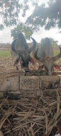 આ બળદ વેચવાના છે