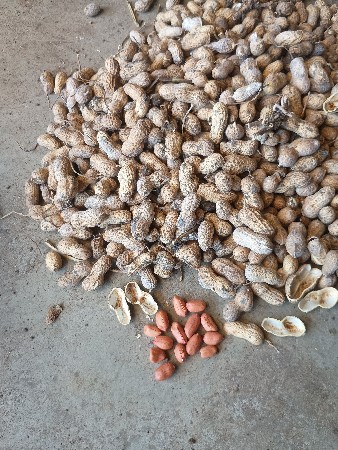 k41.mandvi biyaran mate devani