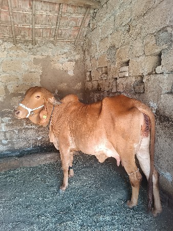 ગાય વેચવાની છે
