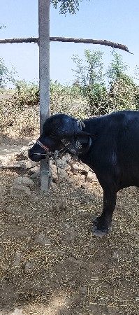 थंबनेल 2