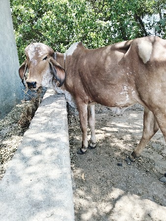 થંબનેલ 3